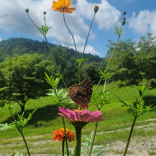 butterfly on a zinnia