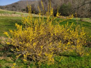 forsythia bush