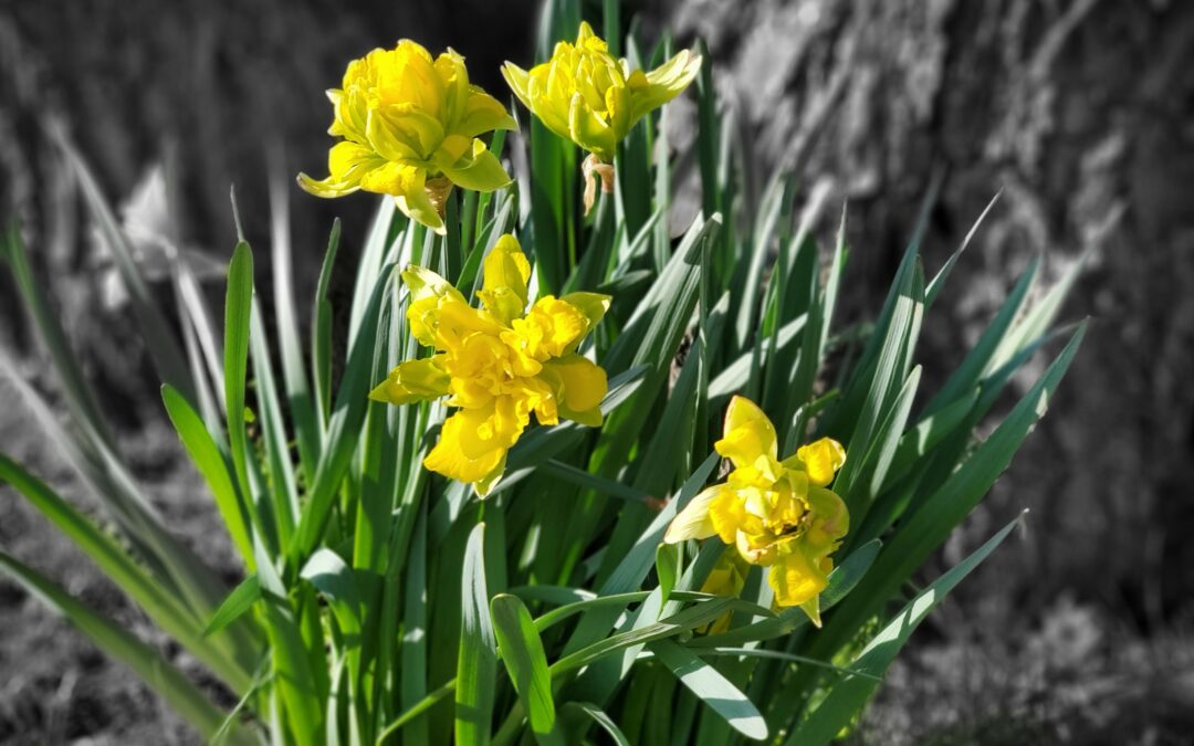 Spring at Smiling Hills