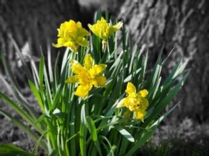 daffodils