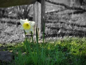 daffodils